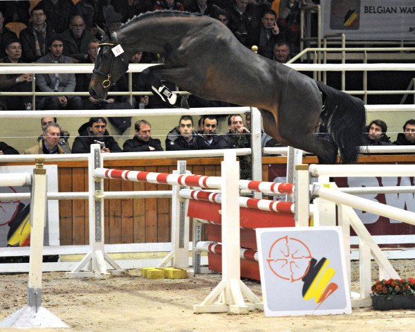 stallion Klark Kent C (Belgian Warmblood, 2010, from Clarence C)