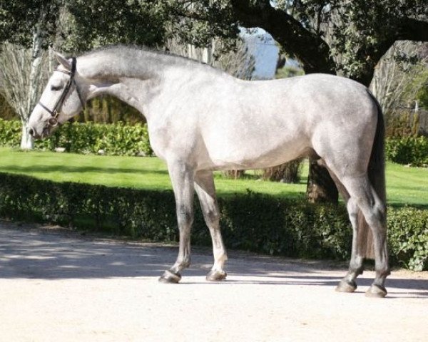 Stallone da monta Casslin C (Holsteiner, 2008, di Cassini II)