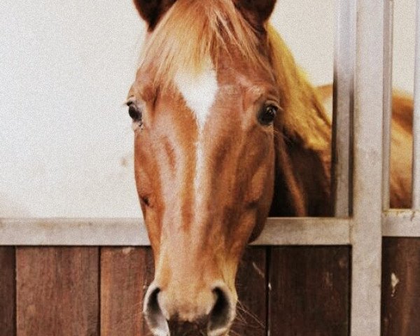 Dressurpferd Sonette (Trakehner, 2004, von Lehndorff's)