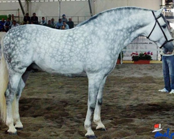 stallion Utrerano XI (Pura Raza Espanola (PRE), 1999, from Martinete) stallion Utrerano XI (Pura Raza Espanola (PRE), 1999, from Martinete)