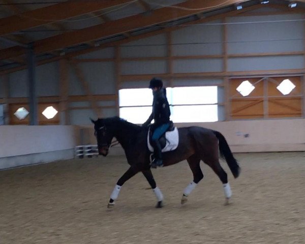 horse Rocking Rose (Westphalian, 2013, from Rock Forever NRW)