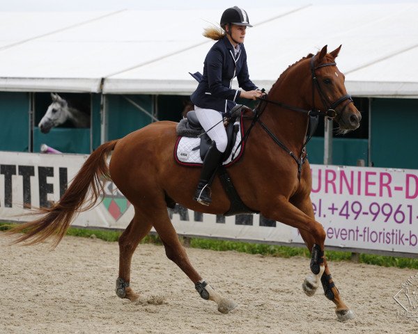 Pferd Solis R (Deutsches Sportpferd, 2011, von Sommertraum)