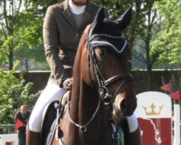 broodmare B-Caralda (Holsteiner, 2009, from Carentan)
