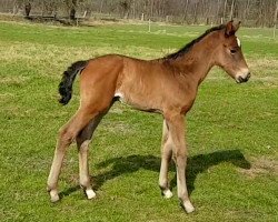 broodmare Leonie Löwenherz (Westphalian, 2017, from Los Arpeggio)