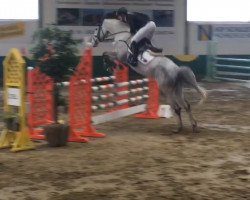 broodmare Colada 7 (Westphalian, 2011, from Cornado NRW)