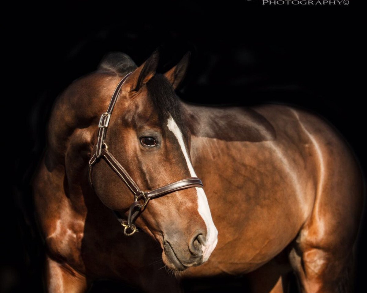Cavallo da salto IWSB Clarke Key (Württemberger, 2010, di Canoso)