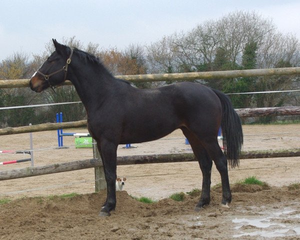 horse Ulysse de la Cour (Selle Français, 2008, from Lando)