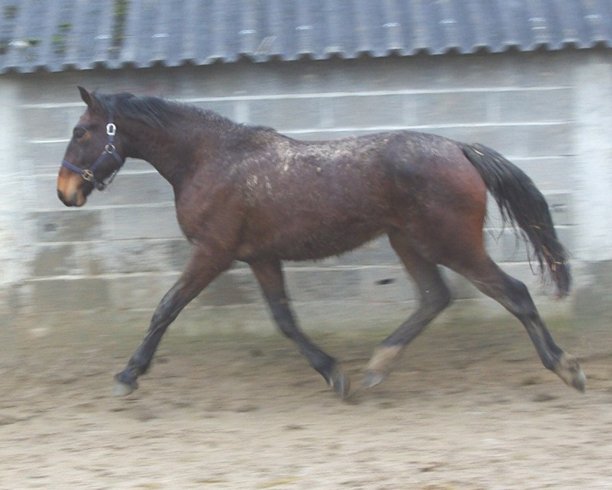 jumper Virtuoz de La Cour (Selle Français, 2009, from Pacifico)