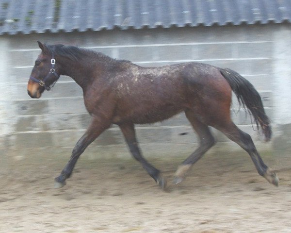 jumper Virtuoz de La Cour (Selle Français, 2009, from Pacifico)
