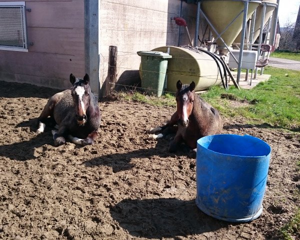 horse Beeke (Westphalian, 2015, from Belantis)