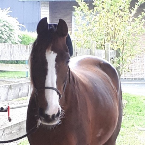 horse Wyjana 3 (Rhinelander, 1993, from Walzertakt)