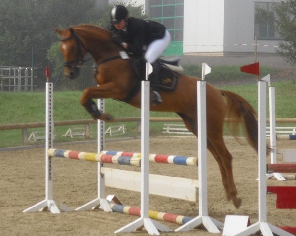 Pferd Selly 35 (Trakehner, 2004, von Elitär)