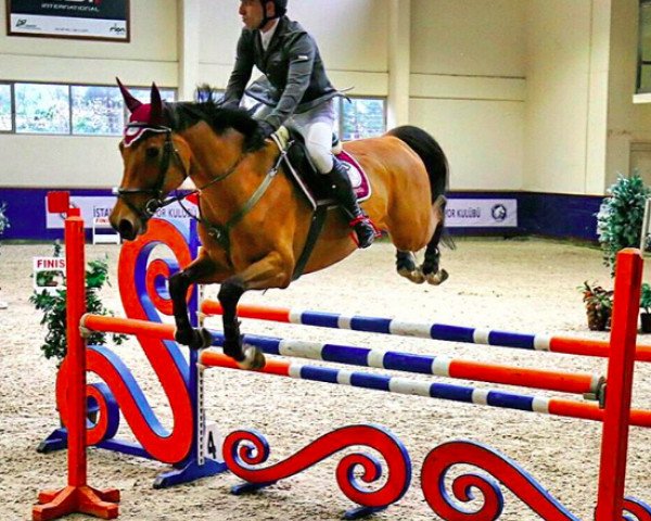 horse Jackson (Belgian Warmblood, 2009, from Campbell VDL)