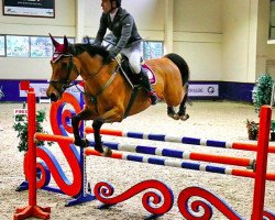 Pferd Jackson (Belgisches Warmblut, 2009, von Campbell VDL)