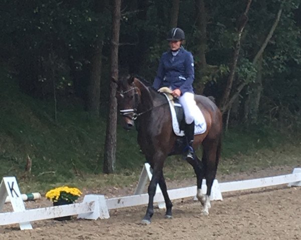 dressage horse Summer Hit 5 (Hanoverian, 2011, from Sir Donnerhall I)