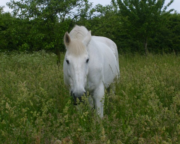 horse Bonheur 19 (Westphalian, 1985, from Bengale)