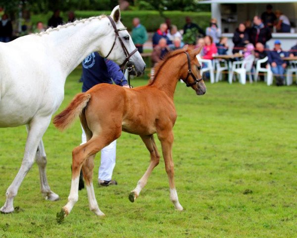 dressage horse Montelimar (German Riding Pony, 2016, from FS Mr. Right)