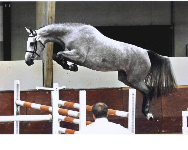 broodmare Glock's Ambelina Jb (KWPN (Royal Dutch Sporthorse), 2005, from Berlin)
