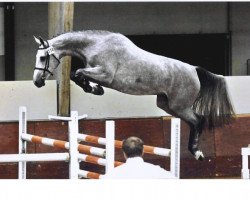 broodmare Glock's Ambelina Jb (KWPN (Royal Dutch Sporthorse), 2005, from Berlin)