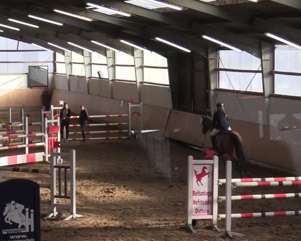 Reitturnier Datteln 2019