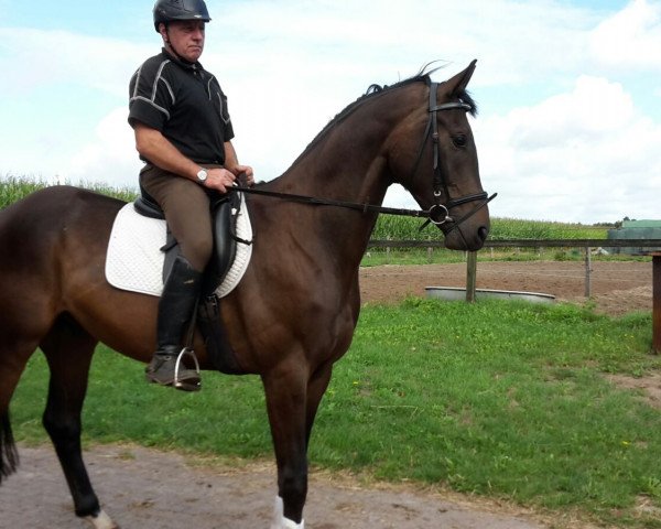 Pferd Sinatra (Hannoveraner, 2013, von Spörcken)