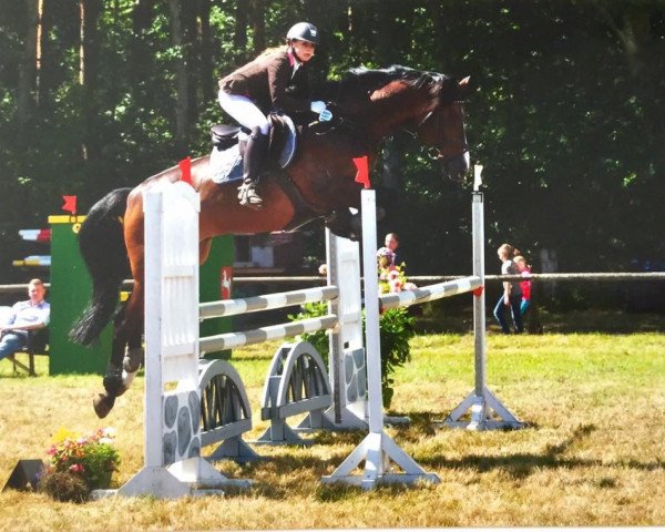jumper Corvino 5 (Württemberger, 2007, from Corofino II) jumper Corvino 5 (Württemberger, 2007, from Corofino II)