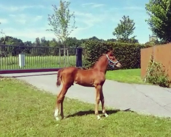 horse Shana's Effect (Westphalian, 2016, from Special Effect)