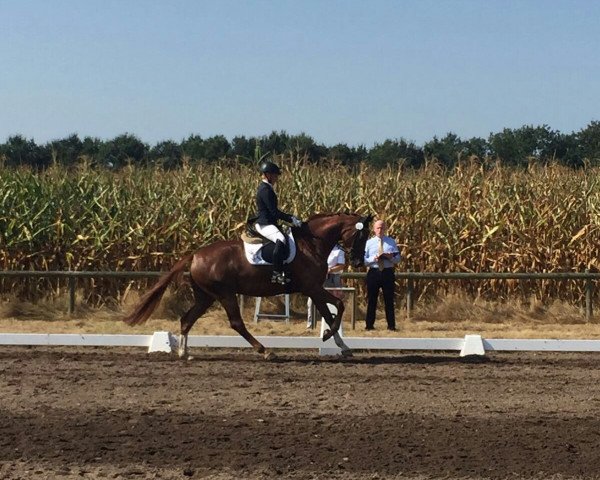 dressage horse Quinta 139 (Oldenburg, 2012, from Quaterback) dressage horse Quinta 139 (Oldenburg, 2012, from Quaterback)