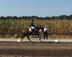 dressage horse Quinta 139 (Oldenburg, 2012, from Quaterback)
