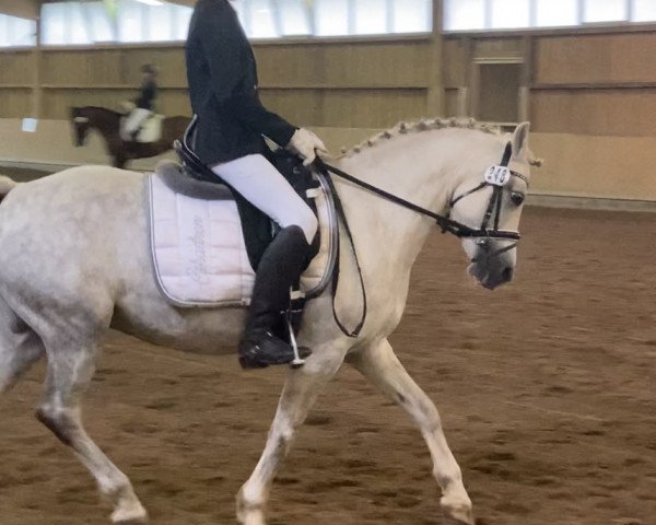 jumper Amica (Welsh-Pony (Section B), 2006, from Breeton Bric)