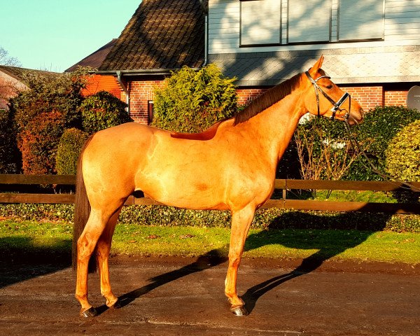 jumper Fox (Oldenburg show jumper, 2011, from Clinton I)