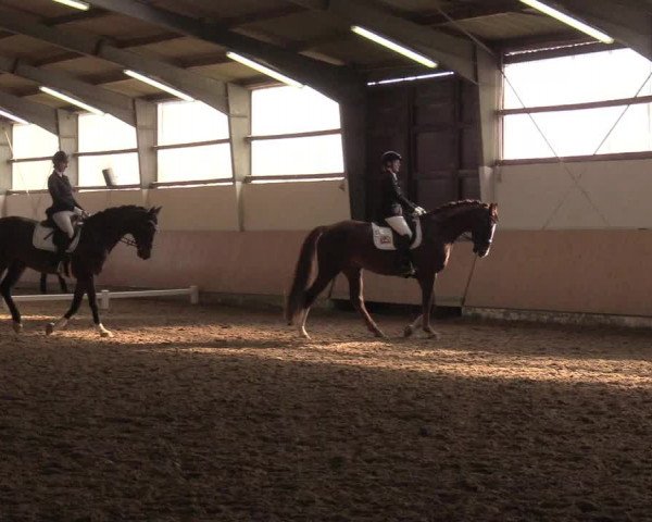 Reitturnier Datteln 2019