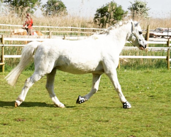 horse Rocky (Welsh mountain pony (SEK.A), 2000, from Menai Julius)