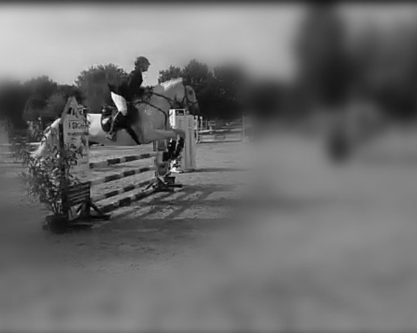 Springpferd Ragtime L (Oldenburger, 2003, von Royal Diamond)