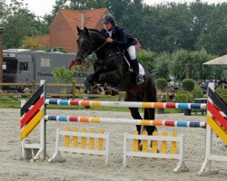jumper Sir Bro (Oldenburg show jumper, 2007, from Sandro Boy)