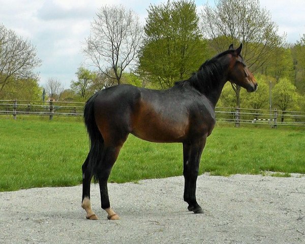 dressage horse Schatzmeister 10 (Hanoverian, 2013, from Sir Donnerhall I)
