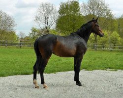 dressage horse Schatzmeister 10 (Hanoverian, 2013, from Sir Donnerhall I)