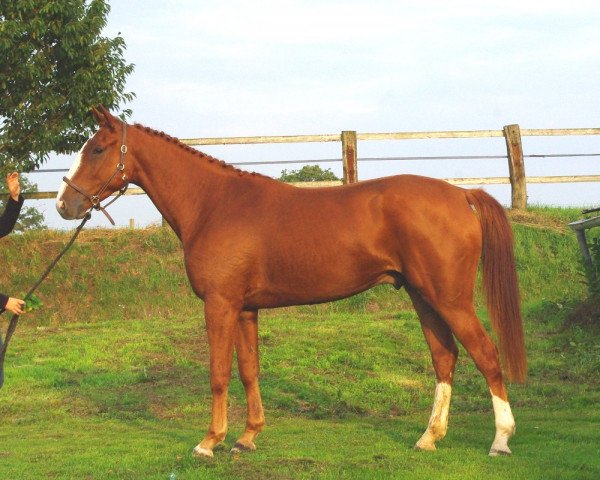 jumper Aristo de La Cour (Selle Français, 2010, from Norway de La Lande)