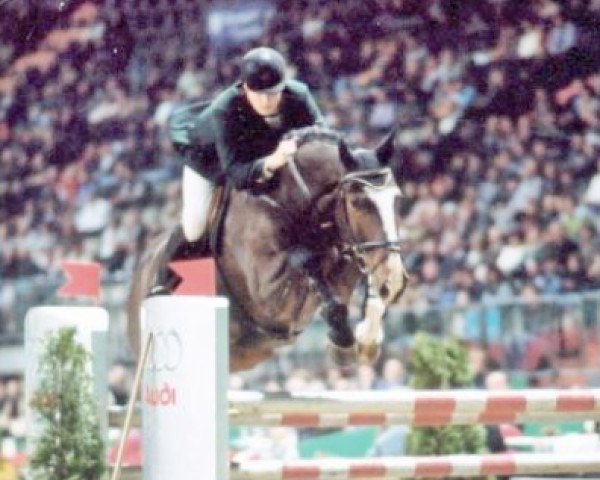 Cavallo Warrior W (Mecklenburger, 1991, di Wellenreiter) Cavallo Warrior W (Mecklenburger, 1991, di Wellenreiter)