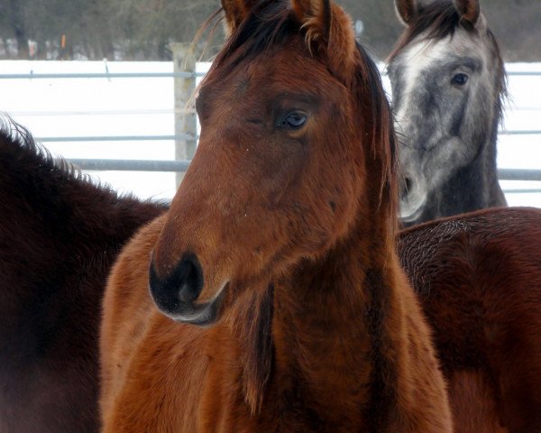 jumper Niagara's Carrefour HAB (Zangersheide riding horse, 2015, from Niagara d'Elle)