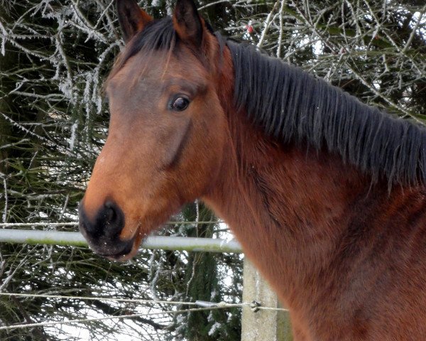jumper Clearway all Way HaB (Zangersheide riding horse, 2014, from Clearway)