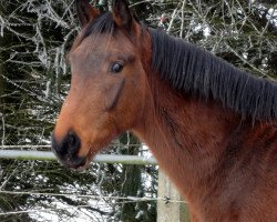 jumper Clearway all Way HaB (Zangersheide riding horse, 2014, from Clearway)