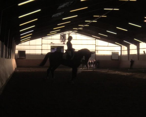 Reitturnier Datteln 2019