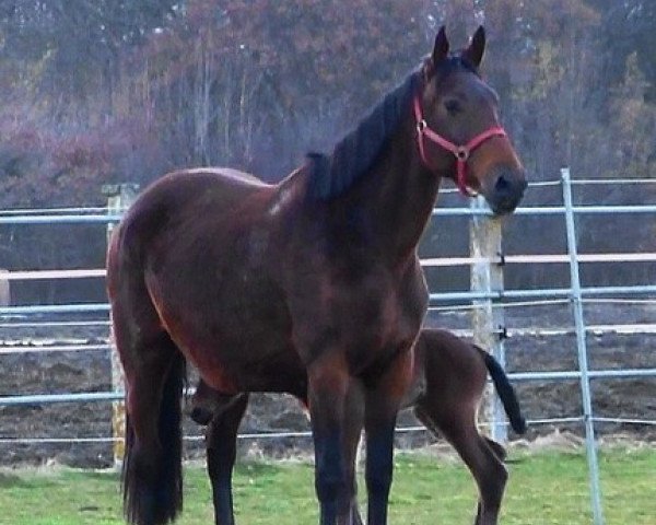 Fattrice Valanta (KWPN (Sangue caldo olandese), 2002, di Sable Rose)