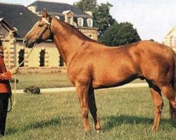Deckhengst Oeil Bleu (Selle Français, 1958, von Rantzau xx)