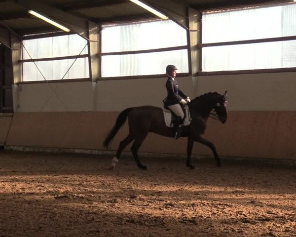 Reitturnier Datteln 2019