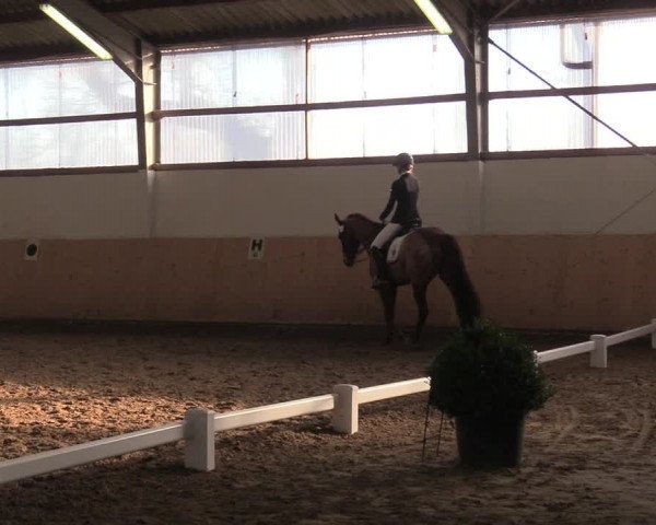Reitturnier Datteln 2019