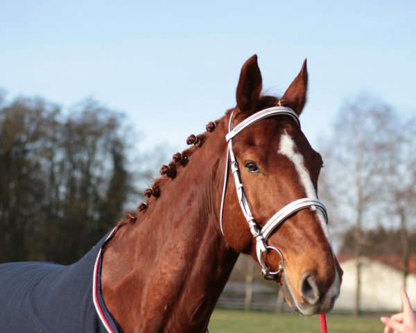 jumper Tinka's Timmä (Hanoverian, 2007, from Tinka's Boy)