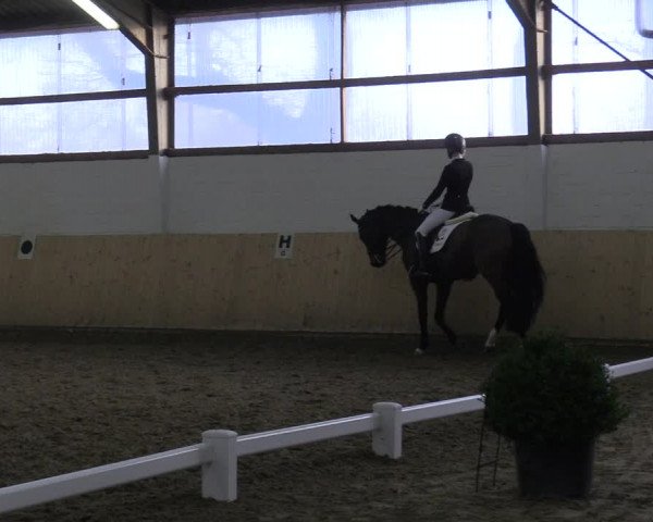 Reitturnier Datteln 2019