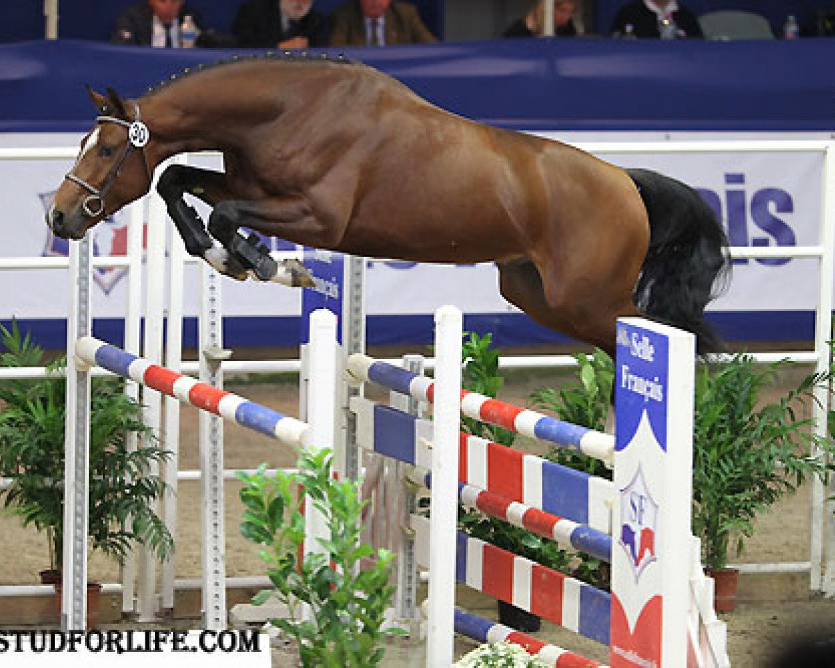 Stallion Univers D'Or (Selle Français, 2008, from Manillon Rouge)